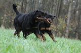 ROTTWEILER 457